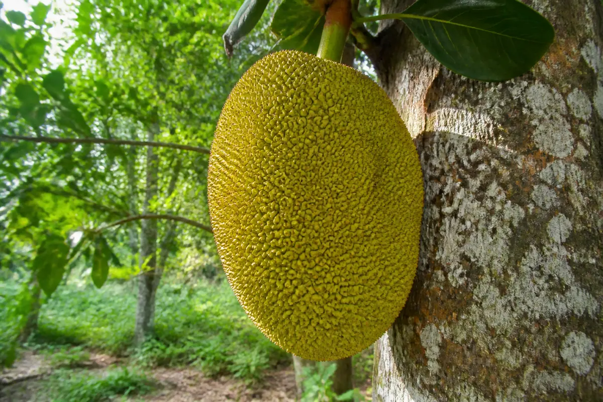Jackfruit : bienfaits, recettes faciles et alternative vegan